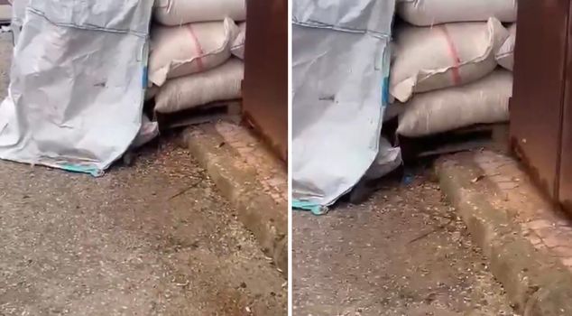Mice romped on top of the nuts.