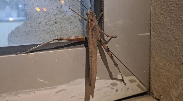 He thought it was a bird hitting the window, but it turned out to be a giant carnivorous grasshopper! Its size left mouths agape.