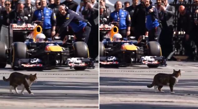 The cat greeting a Formula 1 car in Istanbul has gone viral worldwide