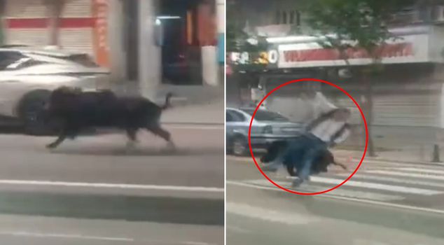 Wild boar descending on city center in Batman injures 3 people