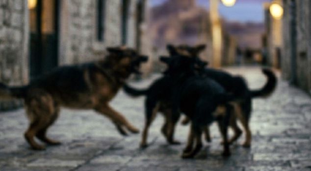 В Ване в результате нападения бездомных собак один ребенок погиб, один ребенок получил ранения.