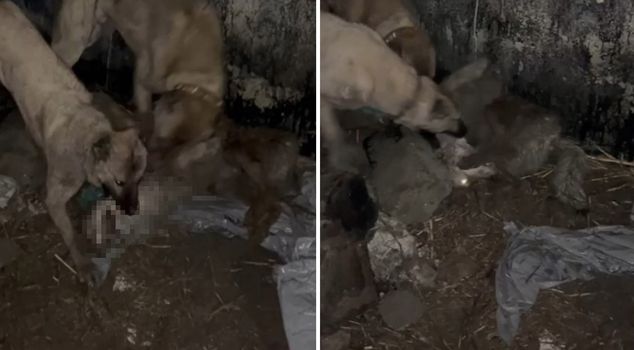 The wolf trying to enter the barn paid a heavy price when caught by the Kangal dogs.