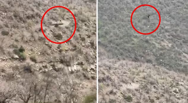 В Ширнаке охота орла на кабана попала на камеру