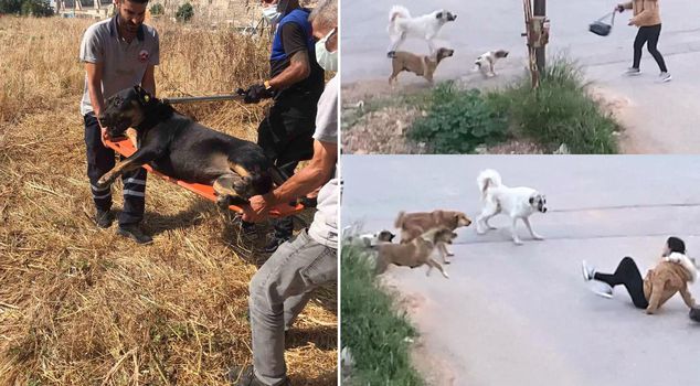 Minister Ciftci: 80 percent of stray animals have been collected, we will collect all of them by November.