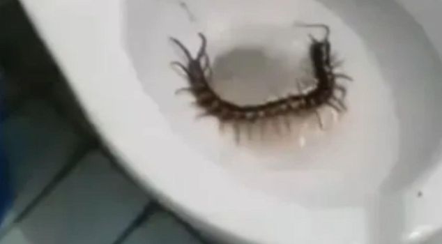 مخلوق ضخم خرج من مرحاض الفندق وأثار الرعب: 