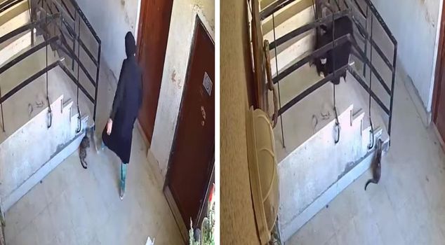 'Divine justice' manifested in 5 seconds: After what they did to the cat, they fell to the ground.