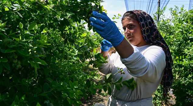14 countries queued at Turkey's door for 'super fruit': Export record expected