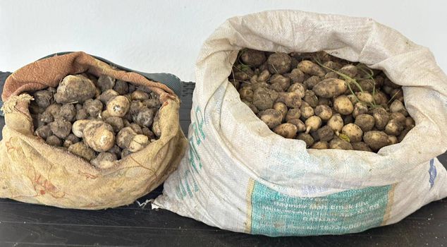 In Tunceli, 3 people who illegally collected 31 kilograms of salep tubers were fined 2 million TL.