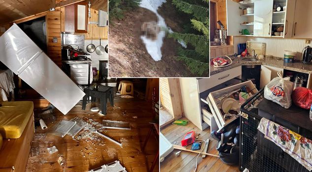 He destroyed houses; while resting in the forest, he was caught by a drone camera.