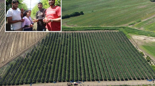 Despite those who said 'impossible,' he exports the Spanish cherry he planted to Europe.