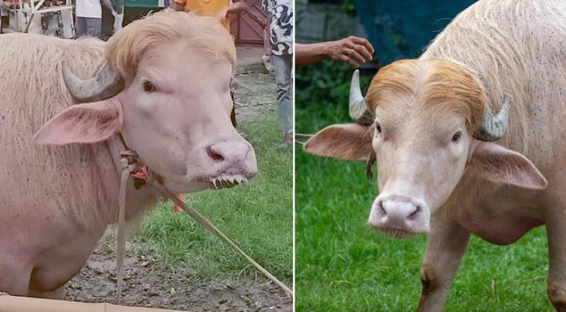 It will be slaughtered during the holiday! The buffalo named 'Donald Trump' becomes a hot topic.