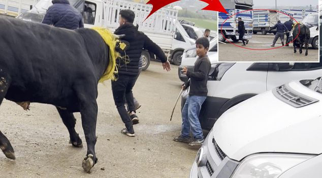 A bull that escaped at a live animal auction caused panic; the moments were caught on camera