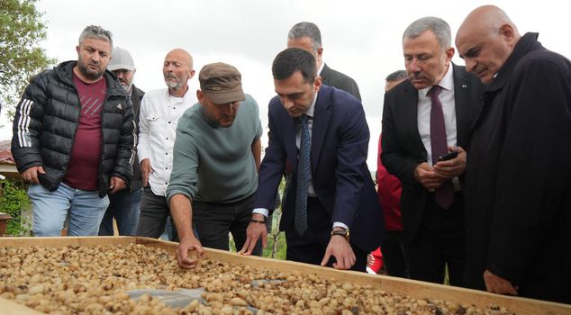 Harvest of 'Gold in the Soil' Begins, Sold for 12 Thousand TL per Kilogram!