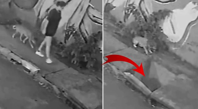 The young woman walking her dog fell into the sewer when the cover broke.