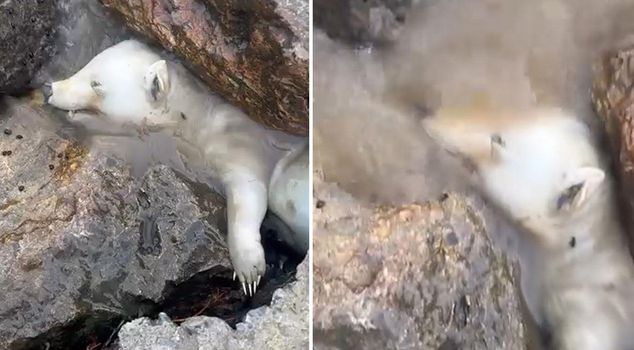 It was thought to be a polar bear, but the truth soon emerged.