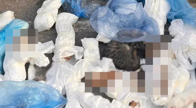 The veterinarian referred to court regarding the death of 33 cats in Izmir was released under judicial control.