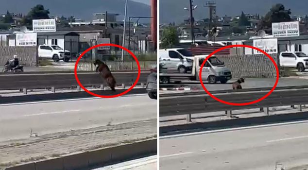 The sacrificial goat that escaped from its owner jumped over the median strip and disappeared from sight.