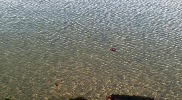 Toxic compass jellyfish spotted on Tekirdağ coast