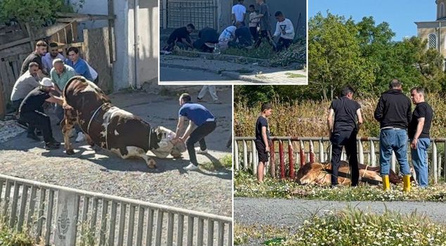 Penalties for illegal animal slaughter in Esenyurt