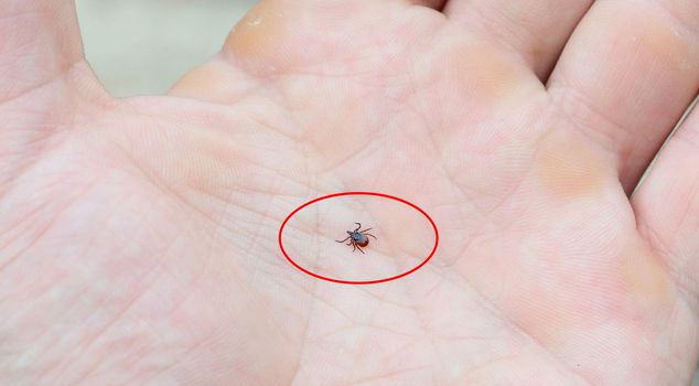 Tick population has increased, experts call for precautions.