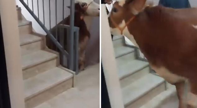 The sacrificial bull was slaughtered on the terrace of the 6-story building.