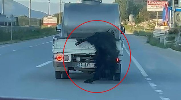 Обращение с жертвенным животным, разрывающее души! Увидевшие это отметили министра Чифтчи.