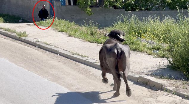 نجا من هجوم الأضحية الهاربة بالاحتماء في القبو