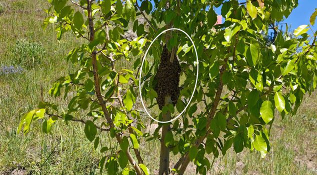 He couldn't believe the sight he saw when he approached the tree! Thousands of them together.