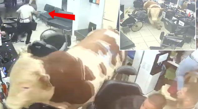 The sacrificial ox plunged into the barber's shop! Even an earthquake would not cause as much chaos