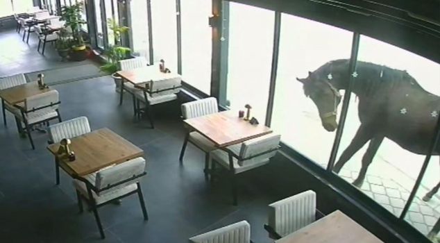 Interesting incident in Samsun: Wild horse kicked a cafe