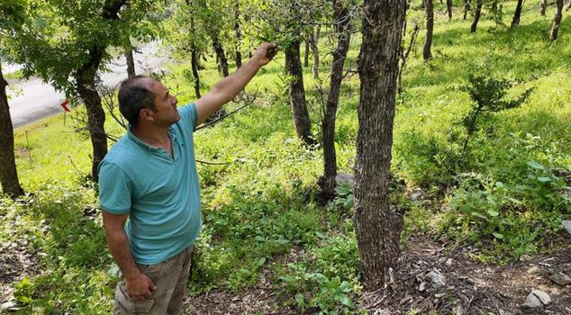 Жители района в тревоге! В лесной зоне началось нашествие гусениц.