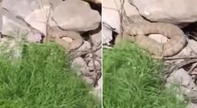 A large viper snake was spotted in Hakkari