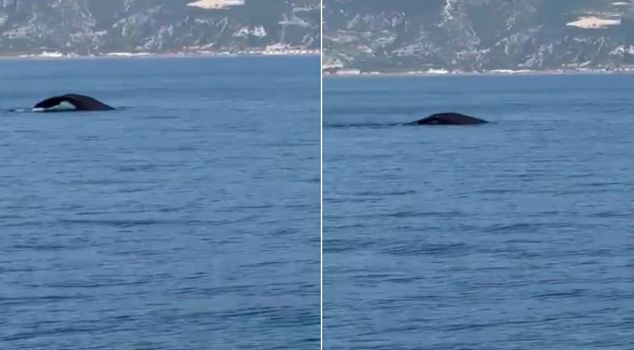 Surprise encounter off the coast of Hatay! Those who saw the giant guest screamed.