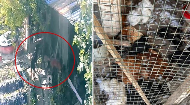 Stray dogs entering the chicken coop caused panic.