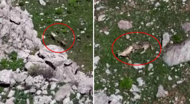 Breathtaking scene in Tunceli! Wolves hunted a wild goat like this