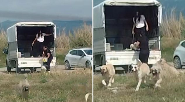 They released a large number of dogs from a van into the birds' natural habitat.