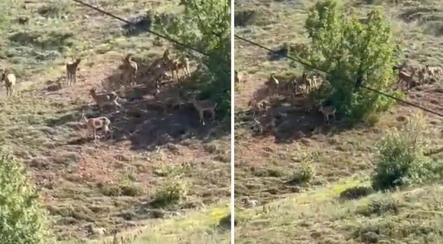 Mountain goats under protection in Elazığ were seen in a herd.