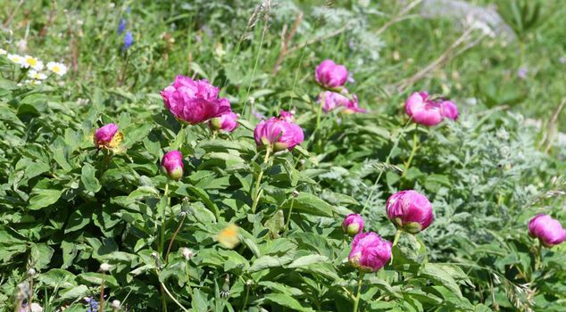 It opens only 10 days a year! The fine for picking this flower is over half a million.