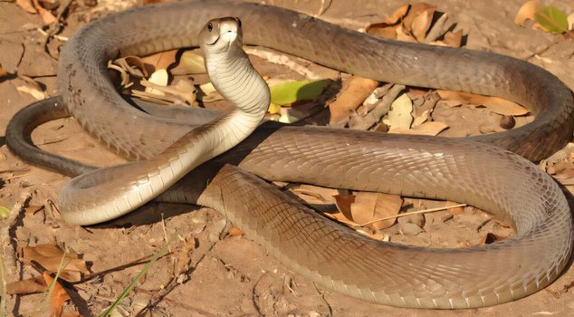 Snake alarm at the World Cup camp