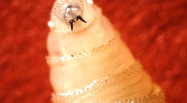 The US is on alert! A parasite that emerged after 60 years has been seen in another state.