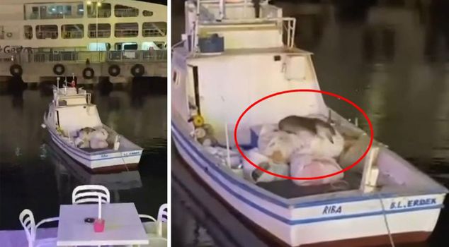 В Авше засняли выдру, которая забралась на рыбацкую лодку