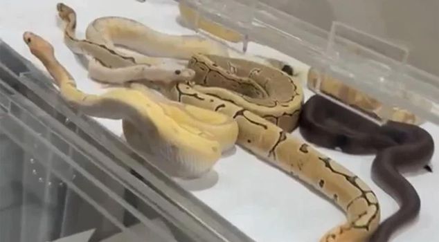 42 snakes found in a house in Istanbul were taken under protection
