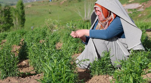 He grows it in the village he moved to from Istanbul, sells it abroad, and earns a fortune.