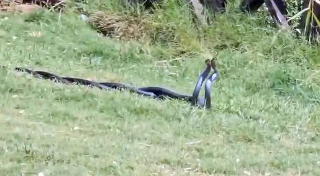 The dance of snakes in Cizre was captured on camera.