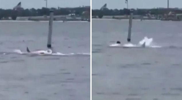 He had gone into the sea during lunch break: Shark tore apart a navy worker!
