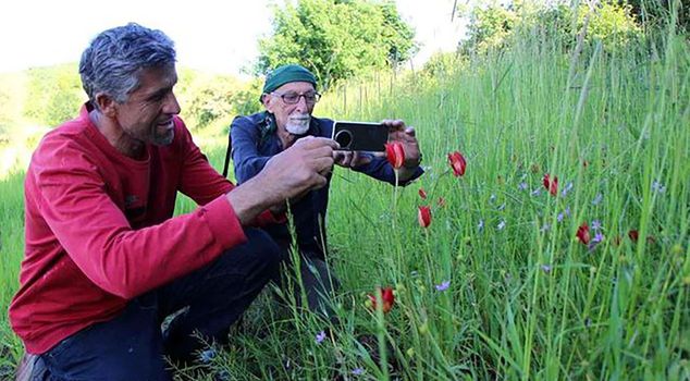 Historical discovery in Amasya! The lost 'Missing Turkish Tulip,' missing for 130 years, has reappeared.