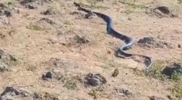 A snake approximately 3 meters long was spotted in Diyarbakır.