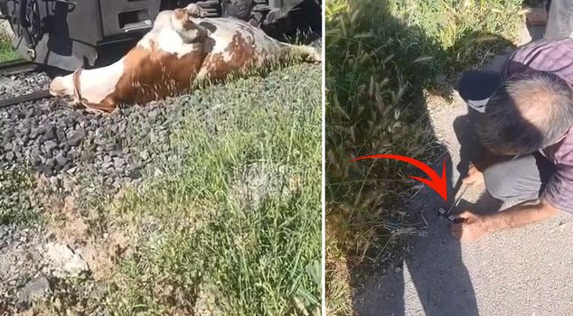 The owner of the cow shouted for help, grabbed the knife, and ran to the scene.