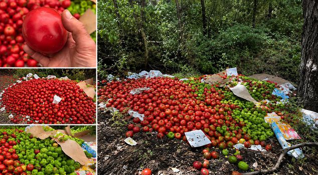 They dumped kilograms of solid vegetables in the forest in Çanakkale.