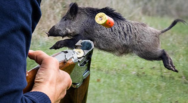 They shot at the sound of a pig, and when the truth came out, they were devastated.